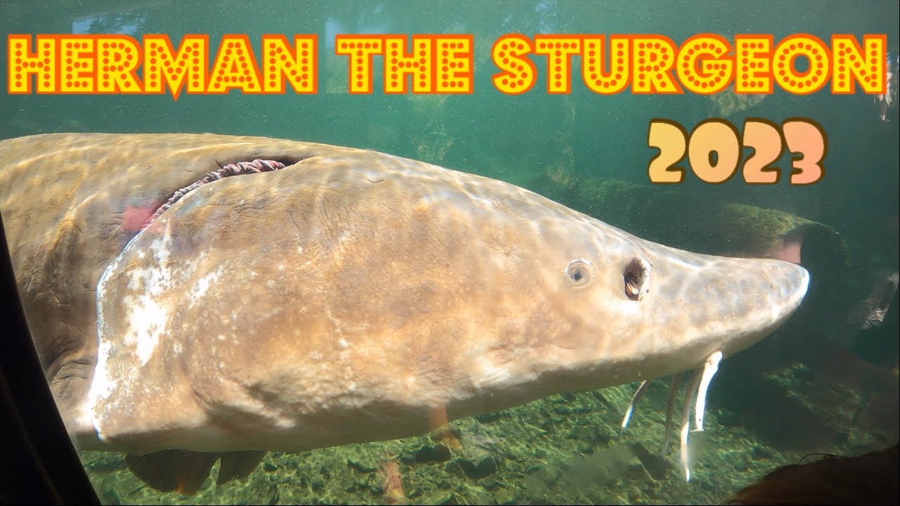 Herman the sturgeon (Bonneville Dam) YouTube