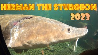 Herman the sturgeon (Bonneville Dam)