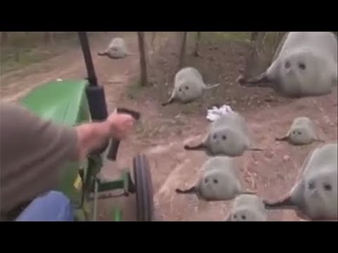 10-minutes-of-bouncing-seals