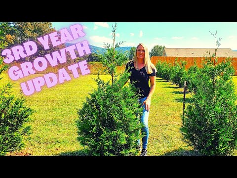 How Fast Do Thuja Green Giant Arborvitae Really Grow? | 3rd Year Growth Update