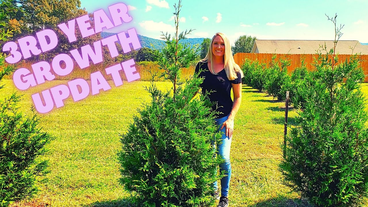 How Quickly Do Arborvitae Trees Grow?