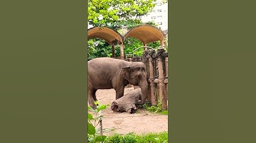 Voi vào làng phá nhà dân #tintuc