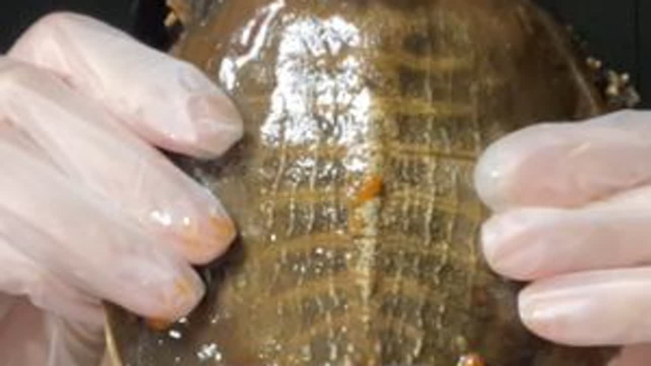 只想安安静静嗦个甲鱼#妈呀太香了 #爱吃食物的女孩子