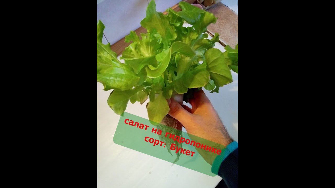 салат на гидропонике под фитолампой - простое решение для подоконника.