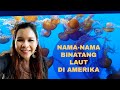 Belajar Nama-Nama Binatang Laut di Amerika | Travel Vlog ke Aquarium di California | Monterey, CA