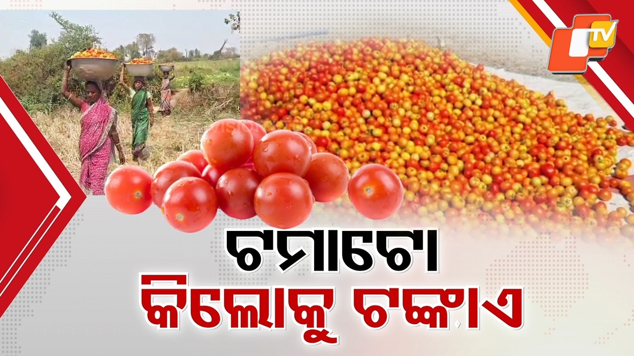 Tomatoes Selling at Just ₹1 in Anandpur as Farmers Struggle