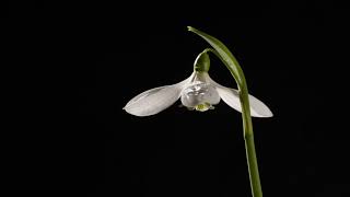 Snowdrop 'Arnott' flower petals opening and closing time lapse. Galanthus 'Arnott' screenshot 5