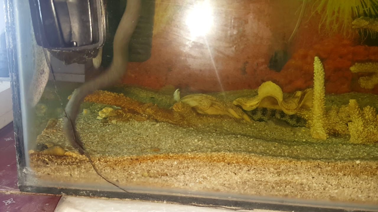 This is how Uropterygius Micropterus snake eel eats