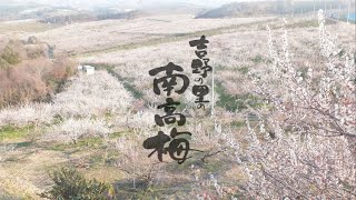 創健社 予約梅干