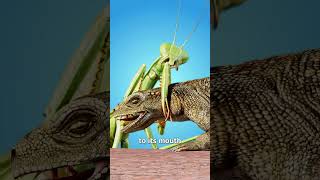 How Mantises Kill Huge Prey 😨