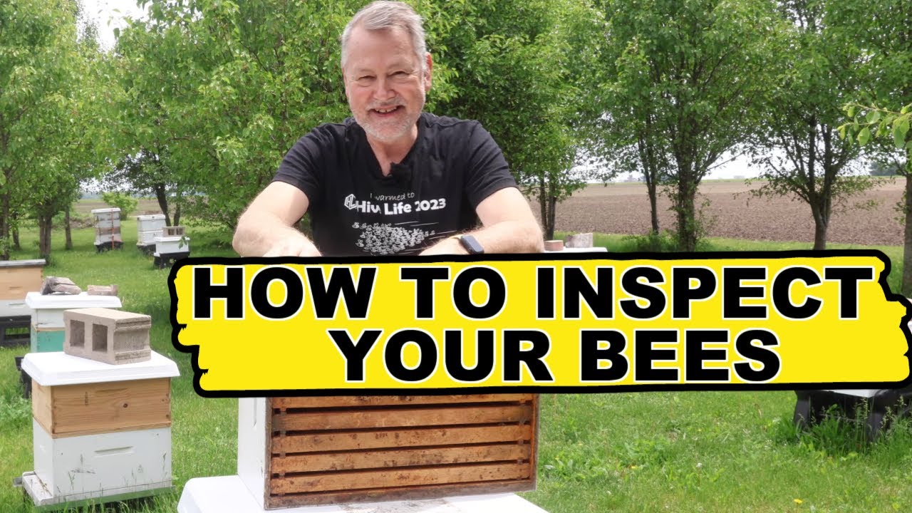 Beekeeping Hive Inspection: How To Avoid Common Mistakes - YouTube