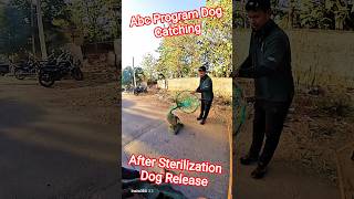 Street Dog Release Same Place #dog #abcprogram #release #pets #ytviral #animals #shorts #dogshorts