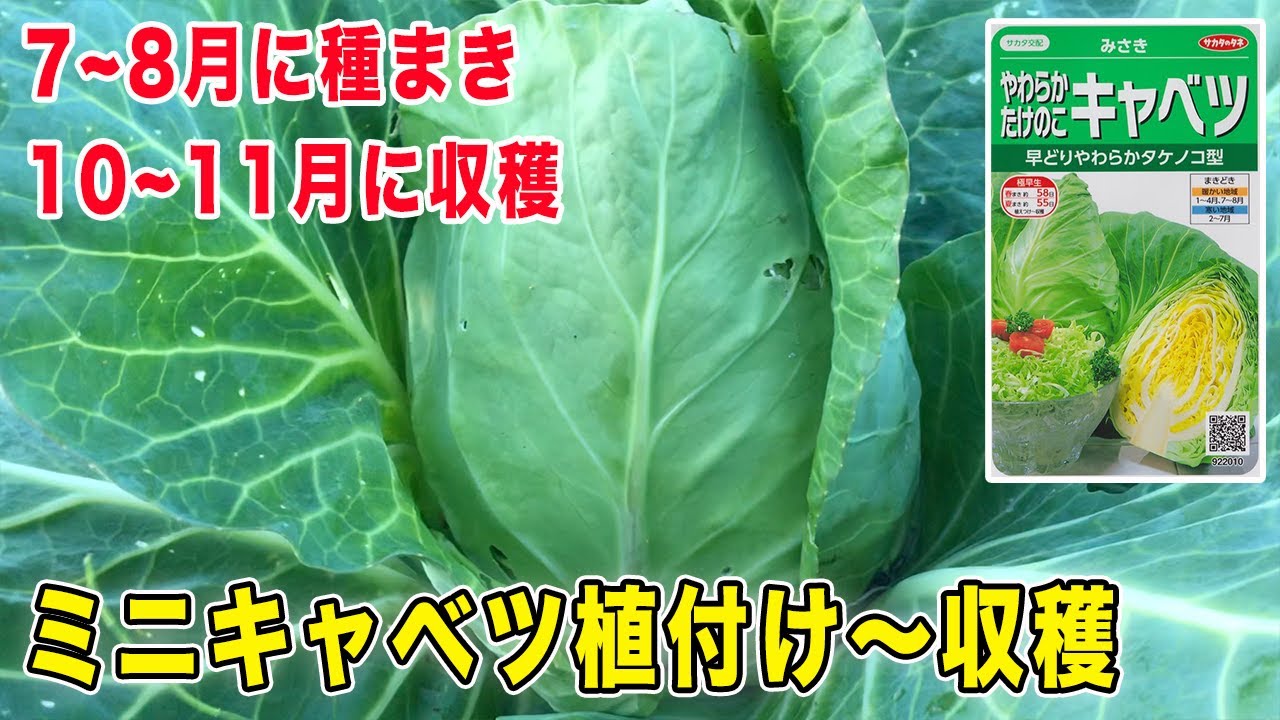 ミニキャベツ みさき 植付け 収穫 防虫対策の話も Youtube