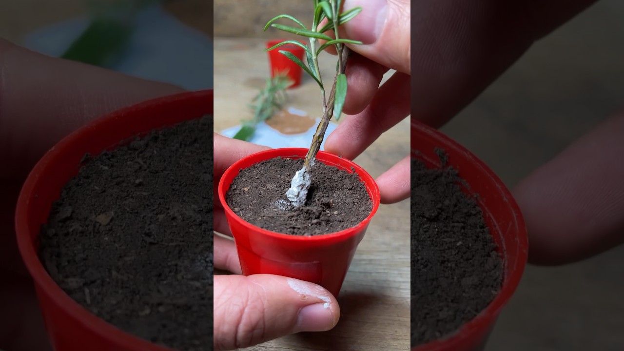 Enraizar Esquejes - Canela, Hormonas, Aloe