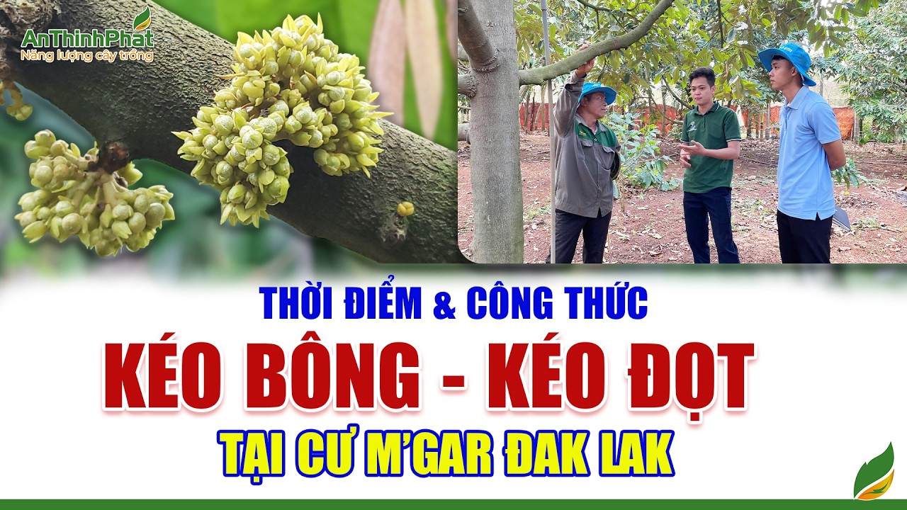 Thời Điểm & Công Thức Kéo Bông - Kéo Đọt Tại Cư M'Gar Đắk Lắk | An Thịnh Phát