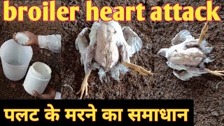 ब्रायलर का पलट के मरना, कारण, और समाधान, Broiler Heart Attack/Poultry