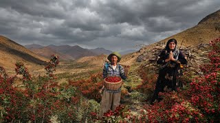Nomadic life: harvesting wild hawthorn🍒 and collecting firewood🪵 in cloudy weather