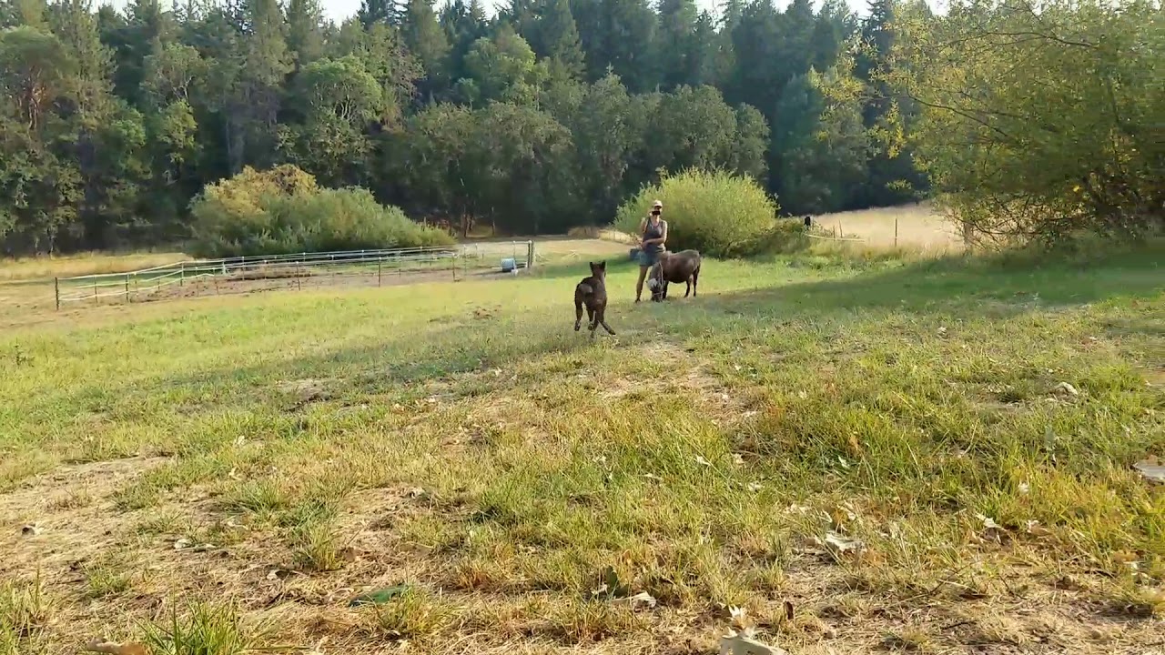 video editing software free New baby miniature horse filly