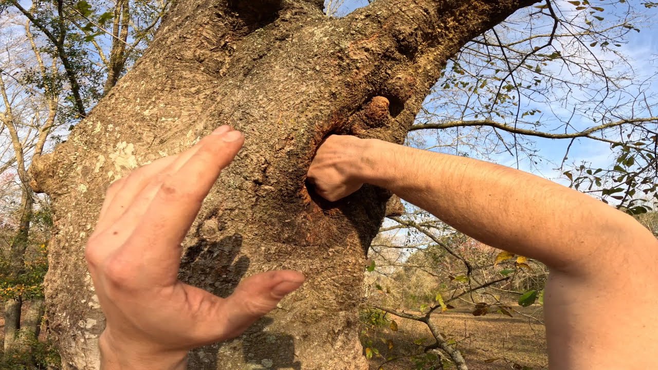 [POV] Florida Man Tree Solo - Twigs and Jam - YouTube