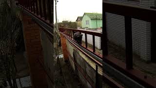 High rise worker operates without insurance #shorts #funny #cat