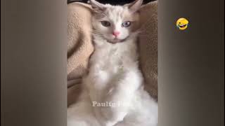Funniest Cats And Dogs Best Funny Animal Videos 2023