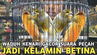 Download lagu EXPOSE THE CANARY SEX FRAUD MODE AND THEIR PRICES AT THE PRAMUKA BIRD MARKET!!