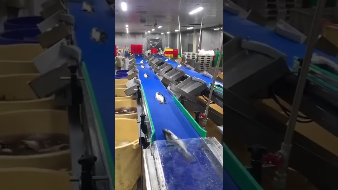Fresh fish weighing and sorting machine