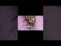 #ShowUrGrillSkillz #nailinspo2022 #hellokitty