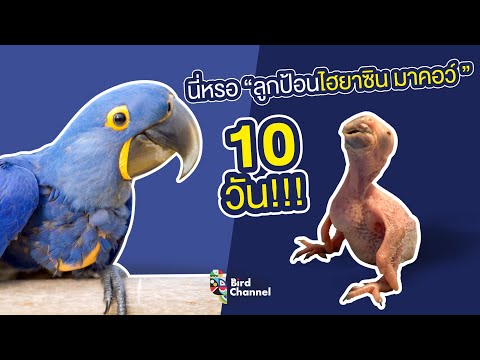 นี่หรอ "ลูกป้อนไฮยาซิน มาคอว์" 10วัน!!! - Hyacinth Macaw 10 Days