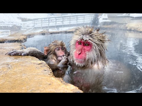 Kar Maymunlarıyla Yıkanabileceğiniz Japon Onsen Ryokan🐒♨️ | Jigokudani Kar Maymunu Parkı | ASMR