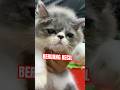 Beruang kecil mamak #cat #kucinganggoralucudanimut #kucinglahap #kucinglucubandung #kucinglucu