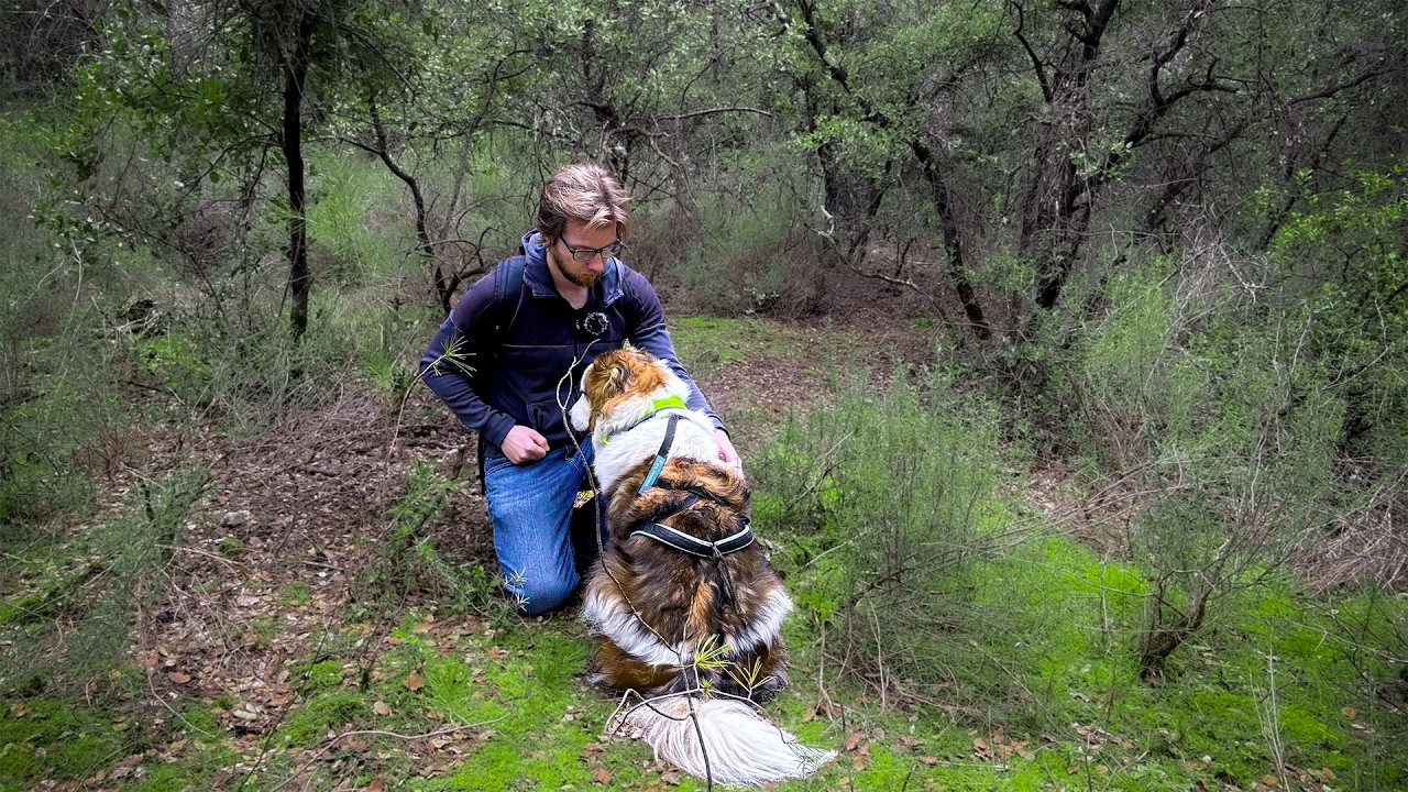 7 conseils pour transformer un rappel CATASTROPHIQUE en un rappel PARFAIT avec votre chien