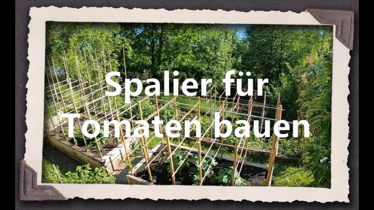 Spalier für Tomaten bauen