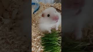 Hamster Pasha/Хомяк Паша