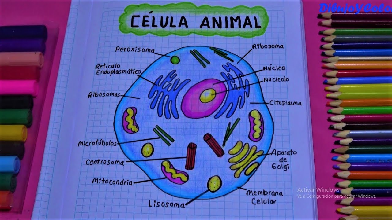 Como dibujar una célula animal/ how to draw animal cell/ DibujoYColor. -  YouTube