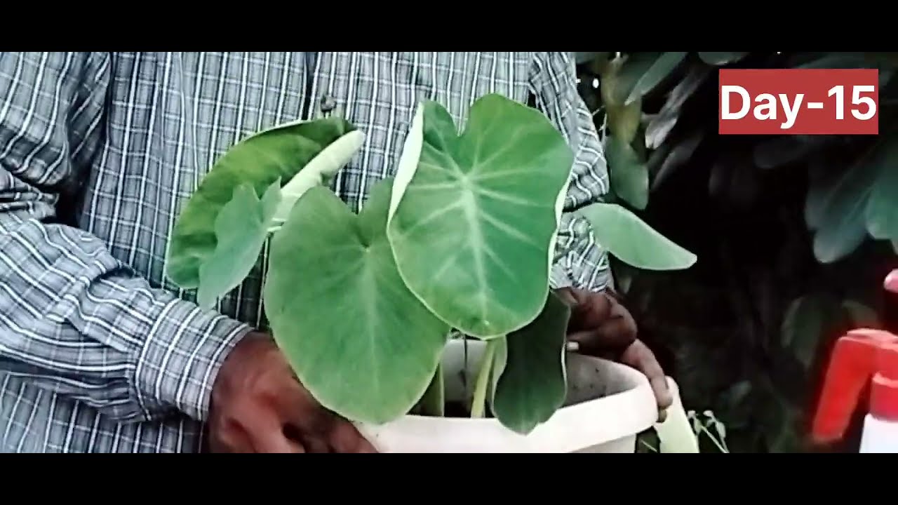 घर में कैसे उगे अरबी की सब्जी#Taro root #arbi #shortsfeed #vegitables # Colocasia #organicgardening