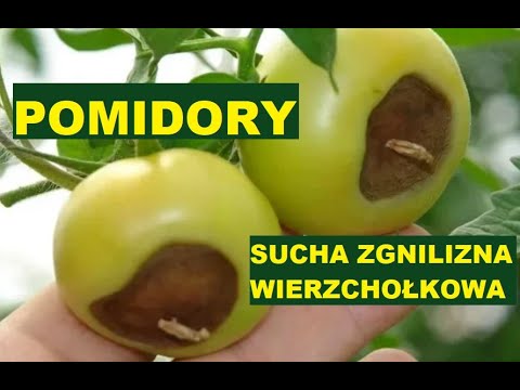 POMIDORY - SUCHA ZGNILIZNA WIERZCHOŁKOWA - YouTube