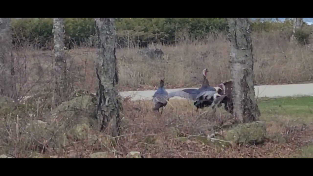 turkeys fighting over a hen(1) YouTube