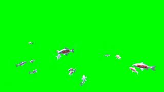 SUBSCRIBE Branded Koi Carp School Green Screen
