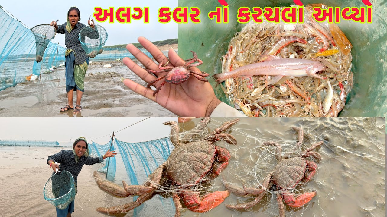 બંધણ મા મોટો લીલો ગુમલો આવ્યો 🐋 fish fishing 🎣 dariyai khedut