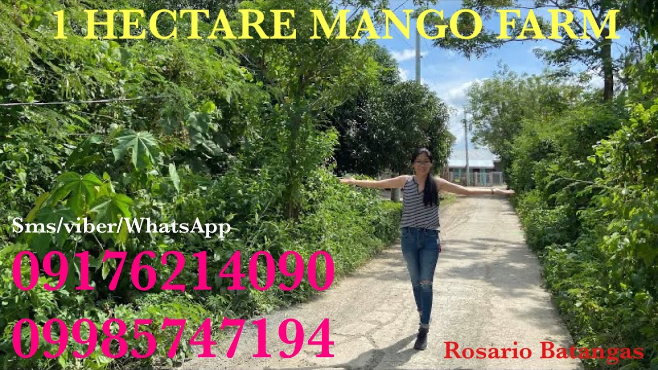 Vlog504 1 HECTARE MANGO FARM ALONG BARANGAY ROAD FOR SALE IN ROSARIO BATANGAS PHILIPPINES