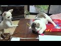 【ひとりで盛り上がってる恥ずかしいところを 全部チワワに見られていた猫】A cute scene of a cat and a dog