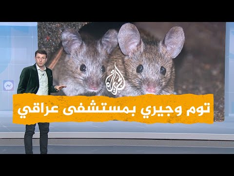 شبكات| فيديو لفئران وقطط بغرفة العناية المركزة في مستشفى عراقي