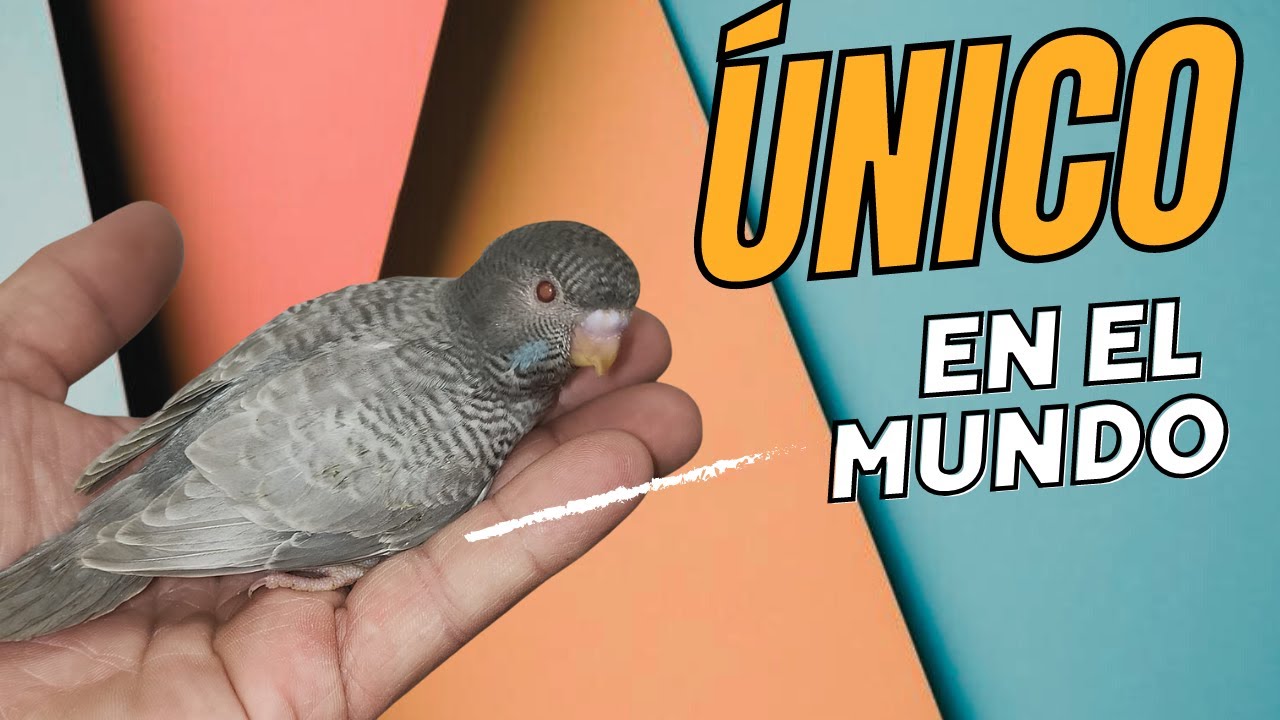 Periquito ÚNICO en el mundo? Periquitos raros por el mundo Episodio 16 ...