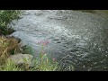 The woodland stream by edward elgar