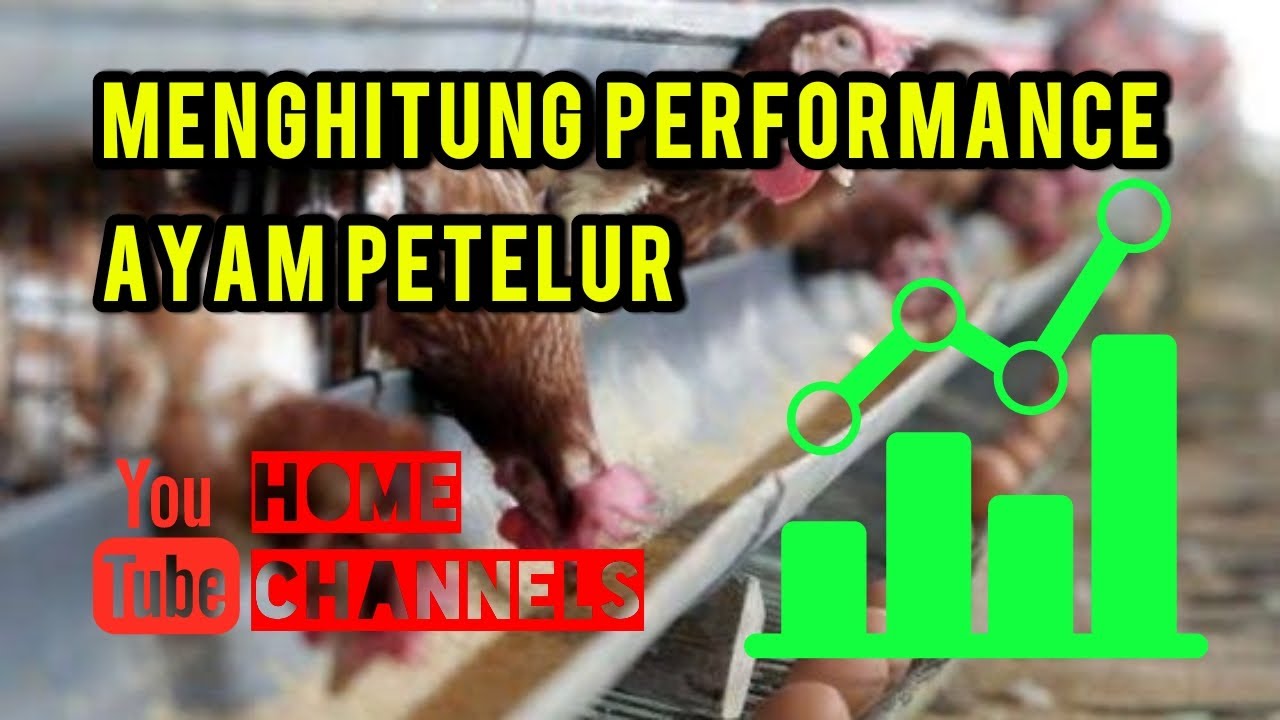 HCL_4 Menghitung dan Mengukur Performance Ayam Petelur 