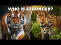 Tiger vs Jaguar — Which One Is Actually Stronger?
