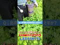 これは儲かる！ただの雑草がお金になる！ #shot #山菜採り #雑草＃ヨモギ