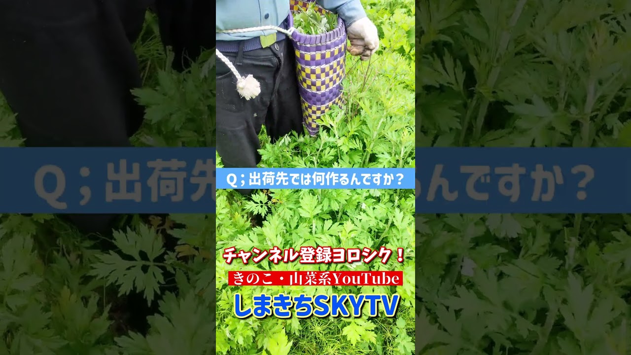 これは儲かる！ただの雑草がお金になる！ #shot #山菜採り #雑草＃ヨモギ