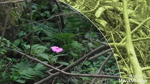 Mt.merapi via sapu angin badai jahat dipuncak....